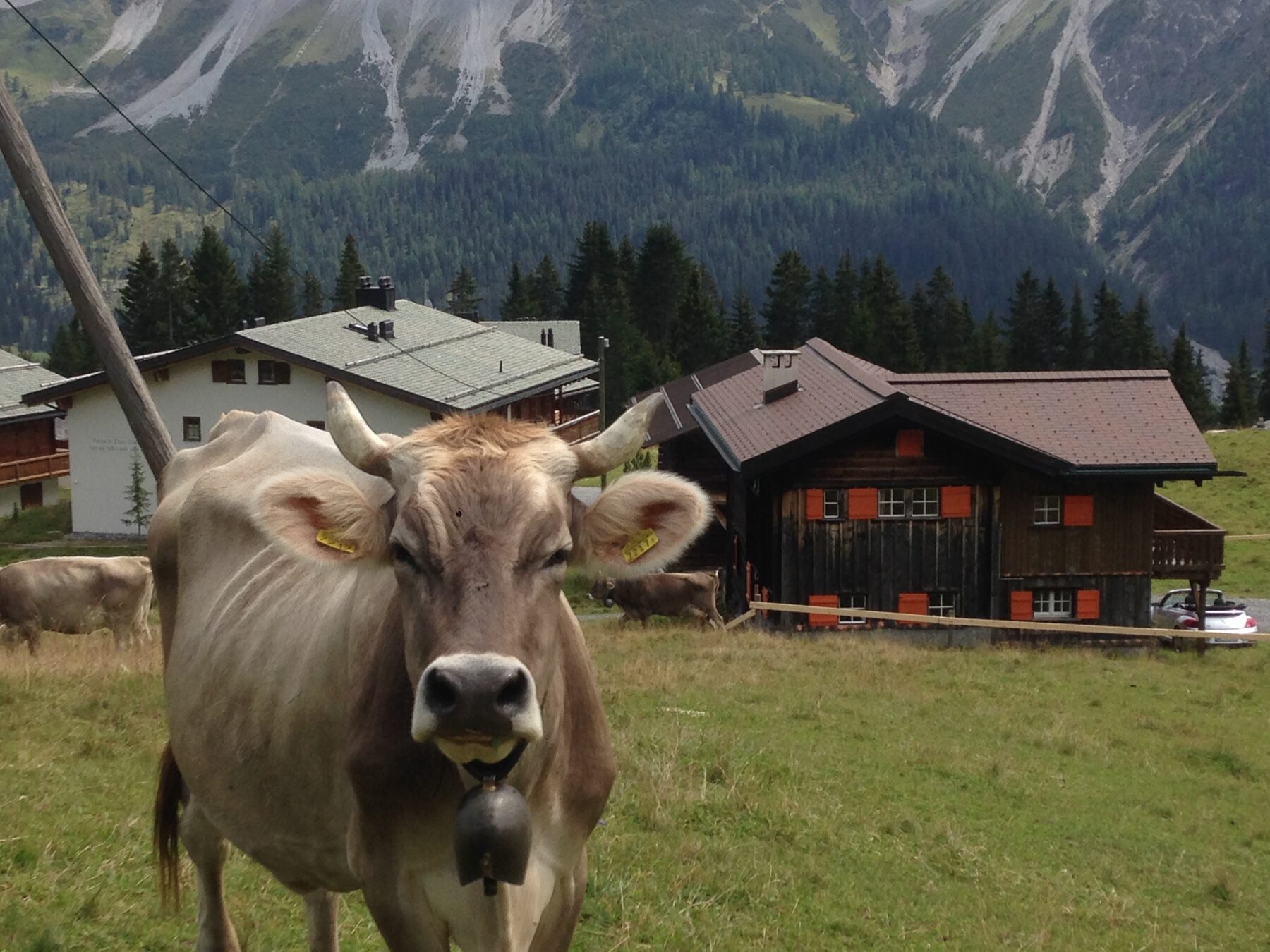 Kühe vor den Häusern auf dem Prätschli, im Sommer